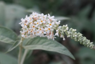 Buddleja Serie Noble 'Argus White'
