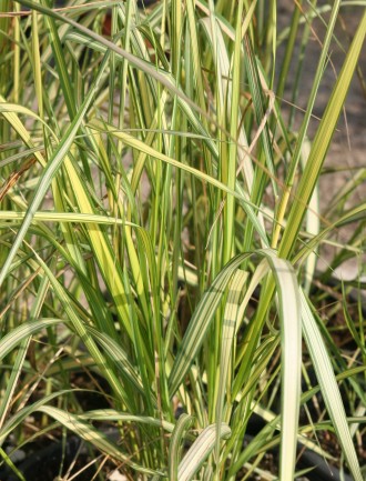 Calamagrostis x acutiflora 'England'