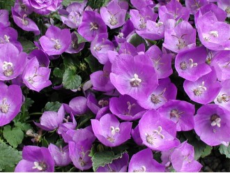 Campanula carpatica 'Deep Blue Clips'