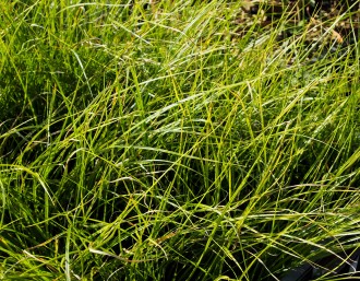 Carex sp. 'Kioto'