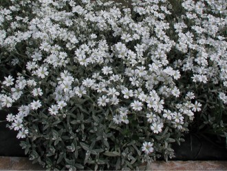 Cerastium tomentosum columnae 'Silverteppich'