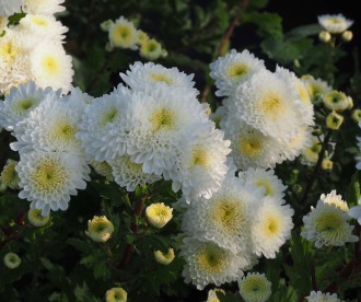 Chrysanthemum morifolium 'Flore Pleno’