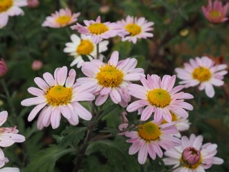 Chrysanthemum  'Aunt Millicent'