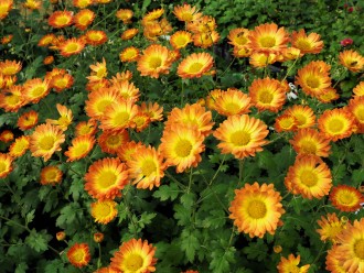 Chrysanthemum  'Dernier Soleil'