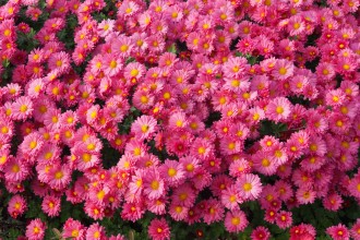 Chrysanthemum  'Dulwich Pink'