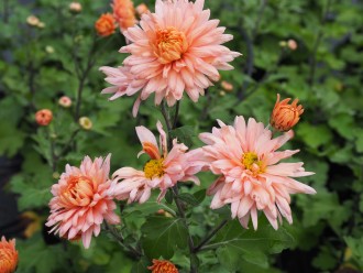 Chrysanthemum  'Esther'