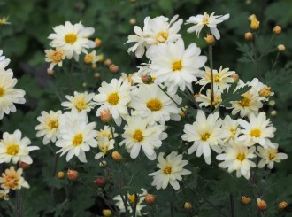 Chrysanthemum  'E. H. Wilson'