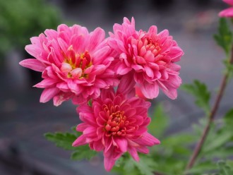 Chrysanthemum  'Isabella Rose'
