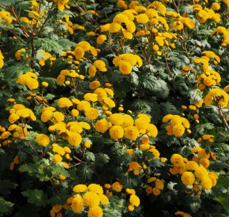 Chrysanthemum  'Karntna Bussalan'