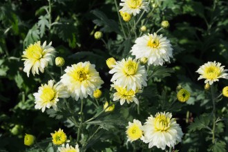 Chrysanthemum  'Kleiner Eisbär'