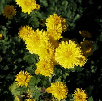 Chrysanthemum  'Nantyderry Sunshine'