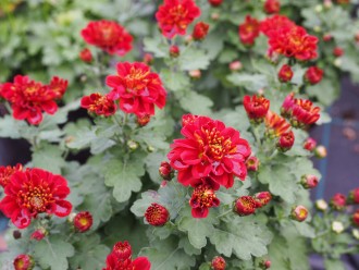 Chrysanthemum  'Rafia Rouge'