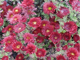 Chrysanthemum  'Rehauge'