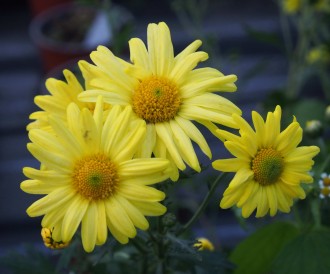 Chrysanthemum  'Ruth Treff'