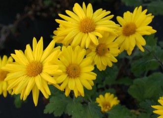 Chrysanthemum  'Schaffhausen'