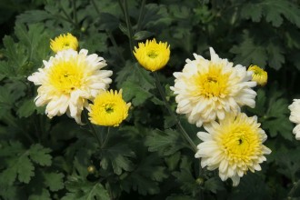 Chrysanthemum  'Schneesturm'