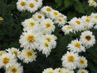 Chrysanthemum  'Schneewolke'