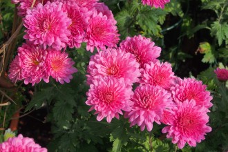 Chrysanthemum  'Schweizerland'
