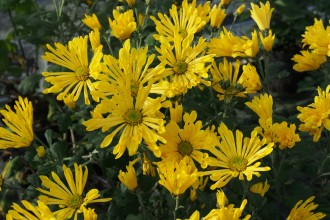 Chrysanthemum  'Tante Heti'