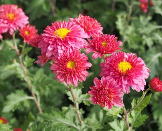 Chrysanthemum  'Schloßtaverne'