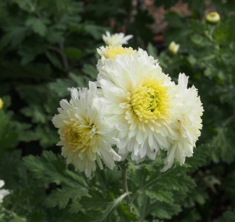 Chrysanthemum  'Weiße Nebelrose'
