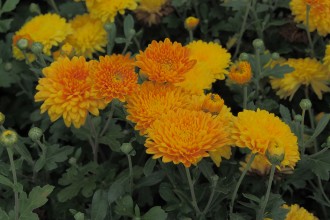Chrysanthemum  'Weiterstadt'