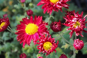 Chrysanthemum  'Winning's Red'