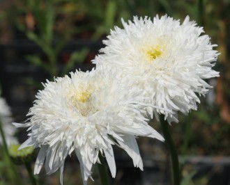 Chrysanthemum x superbum...