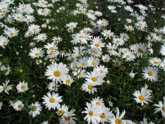 Chrysanthemum x superbum 'Enzet Amelia'