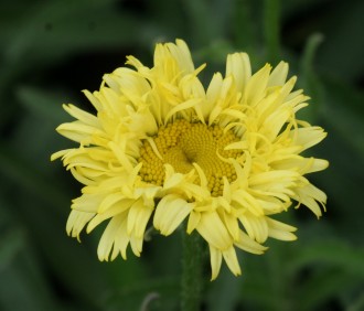 Chrysanthemum x superbum...