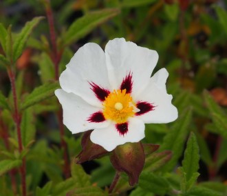 Cistus x verguinii 'Paul Pècherat'
