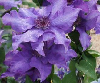 Clematis  'The President'
