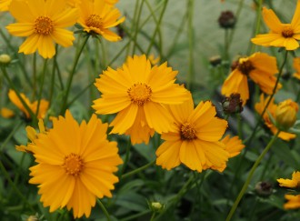 Coreopsis auriculata f....