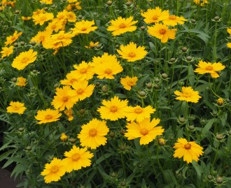 Coreopsis grandiflora 'Flying Saucers'