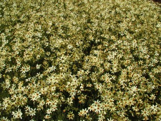 Coreopsis verticillata 'Moonbeam'