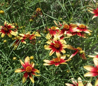 Coreopsis  'Route 66'