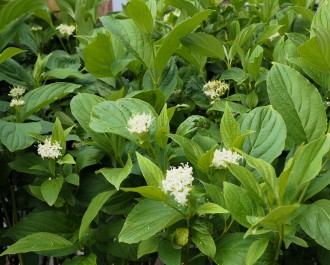 Cornus sericea 'Budd's Yellow'