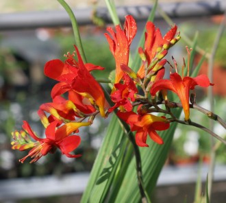 Crocosmia  'Lucifer'