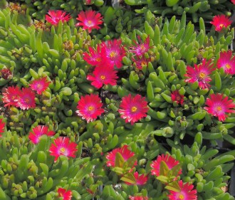 Delosperma  'Krone Rosso'