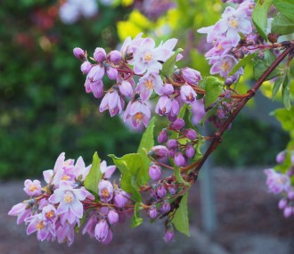 Deutzia hybrida Serie Noble 'Raspberry Sundae'
