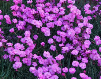 Dianthus caesius 'Pink Jewell'