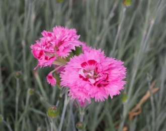 Dianthus plumarius 'Maggie'