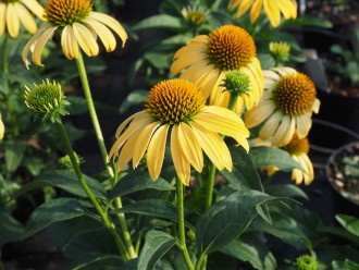 Echinacea purpurea 'Harvest Moon'