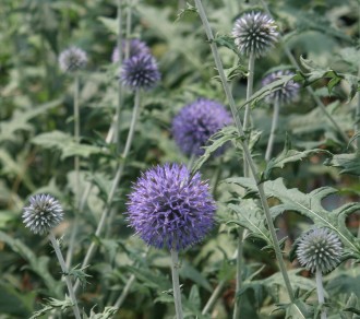 Echinops ritro 'Veitch's Blue'