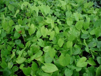 Epimedium pubigerum 'Orange Kôningin'