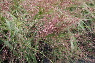 Eragrostis spectabilis...