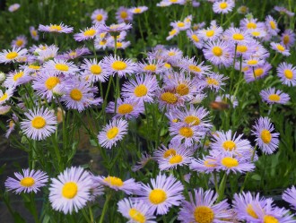 Erigeron speciosus 'Mrs. E.H. Beale'
