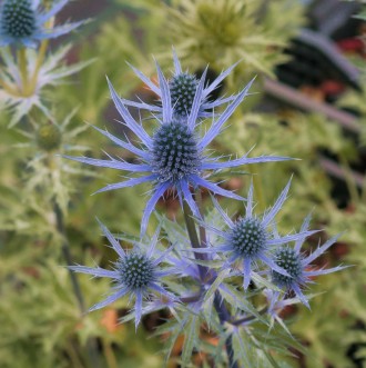 Eryngium × zabelii 'Big Blue'