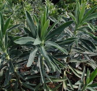 Euphorbia characias 'Blue Wonder'