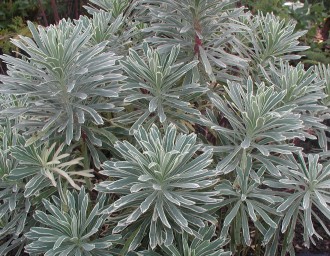 Euphorbia characias 'Silver Swan'